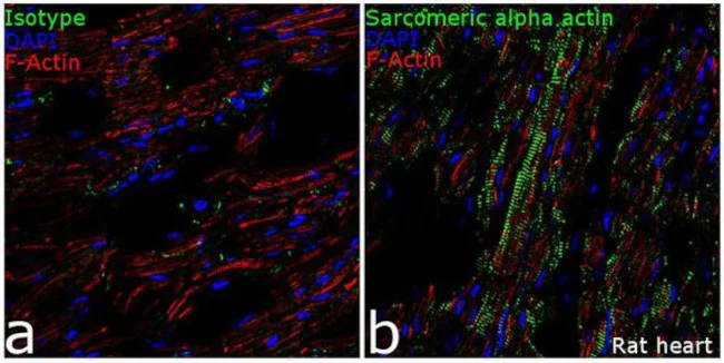 Immunohistochemistry (Frozen sections) - Anti-Sarcomeric Alpha Actinin antibody [RP23040128] (AB313448)