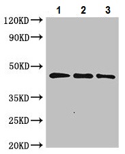 Western blot - Anti-Sarcosine Oxidase/PSO antibody (AB223508), expandable thumbnail