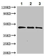 Western blot - Anti-Sarcosine Oxidase/PSO antibody (AB223508)