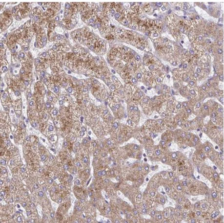 Immunohistochemistry (Formalin/PFA-fixed paraffin-embedded sections) - Anti-SARDH antibody (AB188521)