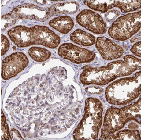 Immunohistochemistry (Formalin/PFA-fixed paraffin-embedded sections) - Anti-SARDH antibody (AB188521)
