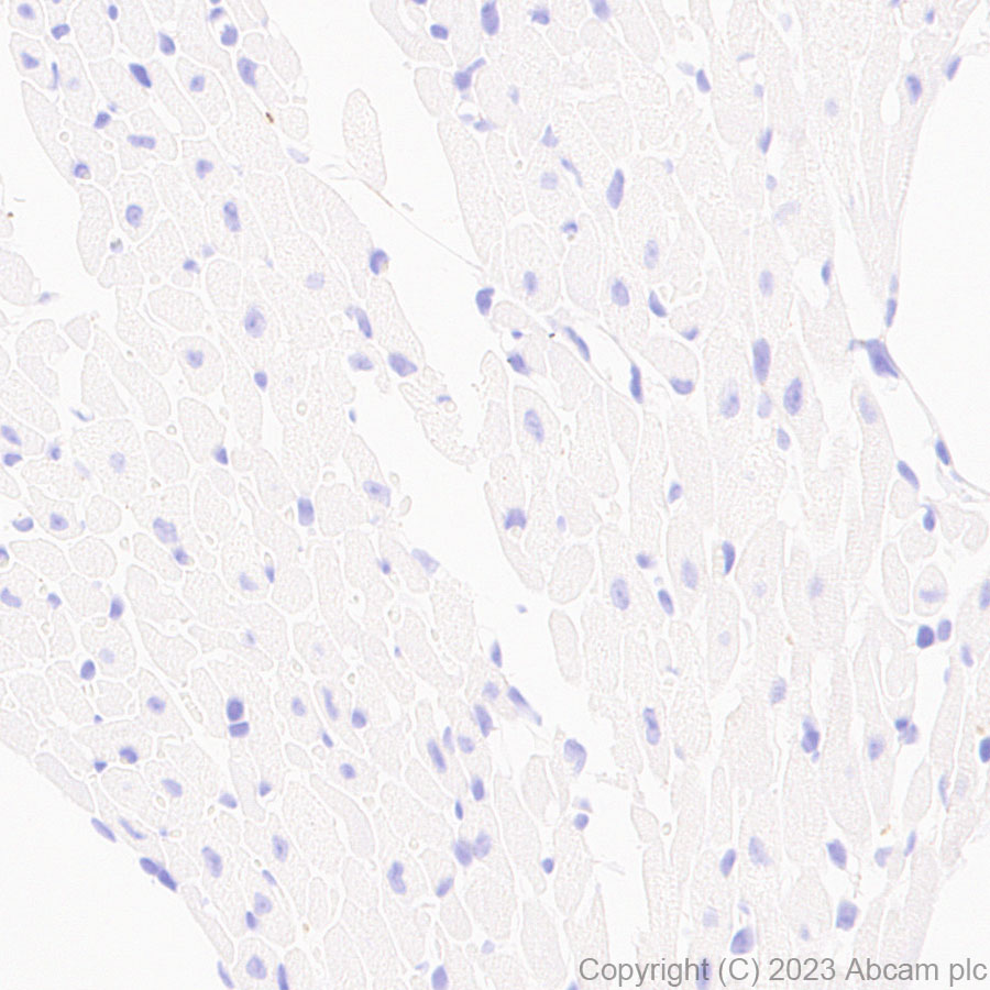 Immunohistochemistry (Formalin/PFA-fixed paraffin-embedded sections) - Anti-SARM1 antibody [EPR24834-80] (ab309195), expandable thumbnail