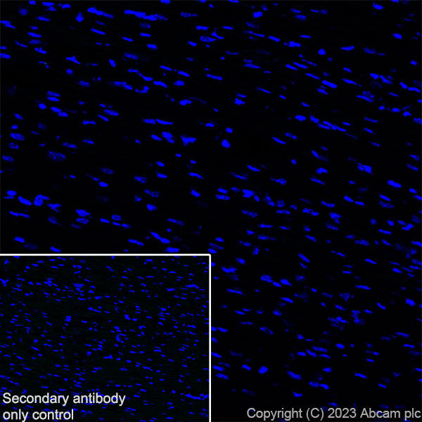 Immunohistochemistry (Frozen sections) - Anti-SARM1 antibody [EPR24834-80] (ab309195), expandable thumbnail