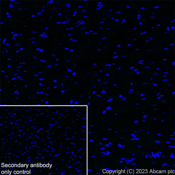 Immunohistochemistry (Frozen sections) - Anti-SARM1 antibody [EPR24834-80] (ab309195), expandable thumbnail