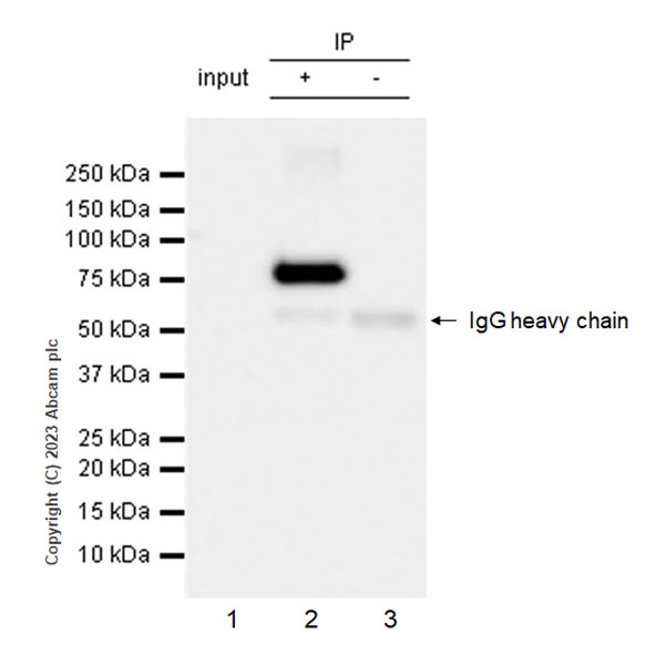 Immunoprecipitation - Anti-SARM1 antibody [EPR24834-80] (AB309195), expandable thumbnail