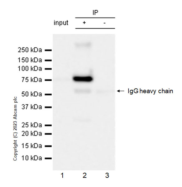 Immunoprecipitation - Anti-SARM1 antibody [EPR24834-80] (AB309195), expandable thumbnail