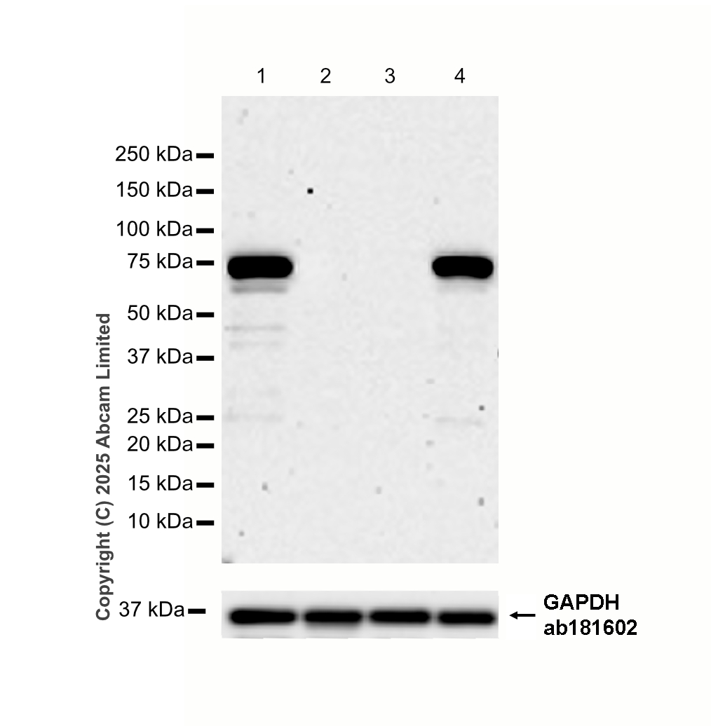 Anti-SARM1 antibody [EPR24834-80]