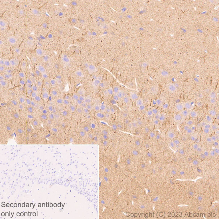 Immunohistochemistry (Formalin/PFA-fixed paraffin-embedded sections) - Anti-SARM1 antibody [EPR24834-80] - BSA and Azide free (AB309196)