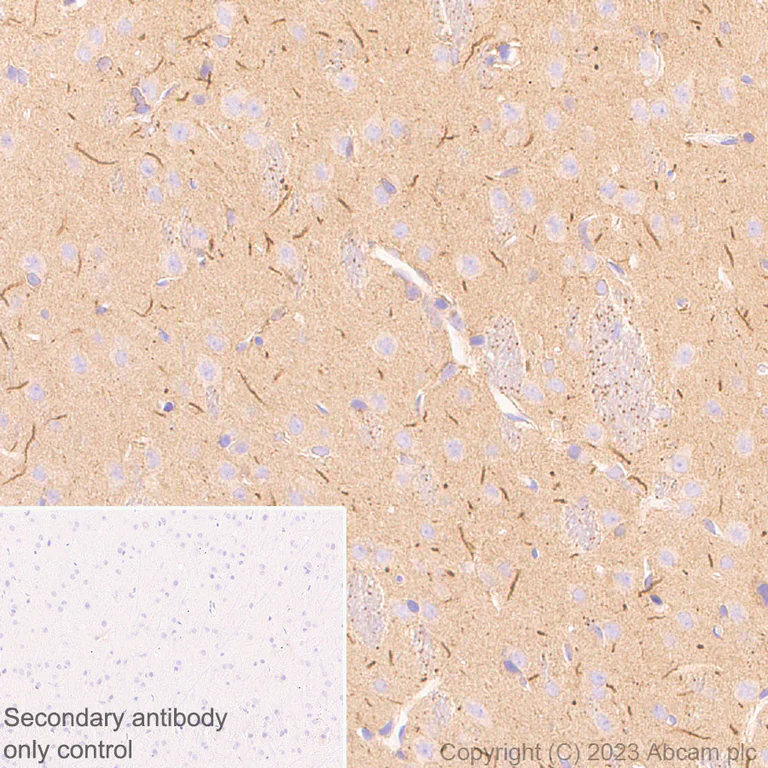 Immunohistochemistry (Formalin/PFA-fixed paraffin-embedded sections) - Anti-SARM1 antibody [EPR24834-80] - BSA and Azide free (AB309196)