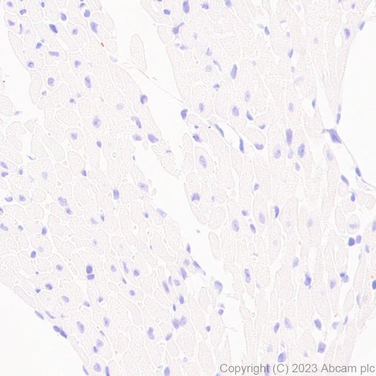 Immunohistochemistry (Formalin/PFA-fixed paraffin-embedded sections) - Anti-SARM1 antibody [EPR24834-80] - BSA and Azide free (AB309196)