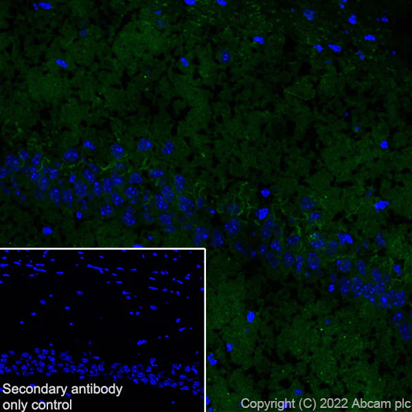 Immunohistochemistry (Frozen sections) - Anti-SARM1 antibody [EPR24834-80] - BSA and Azide free (AB309196)