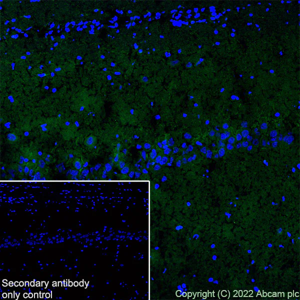 Immunohistochemistry (Frozen sections) - Anti-SARM1 antibody [EPR24834-80] - BSA and Azide free (AB309196)
