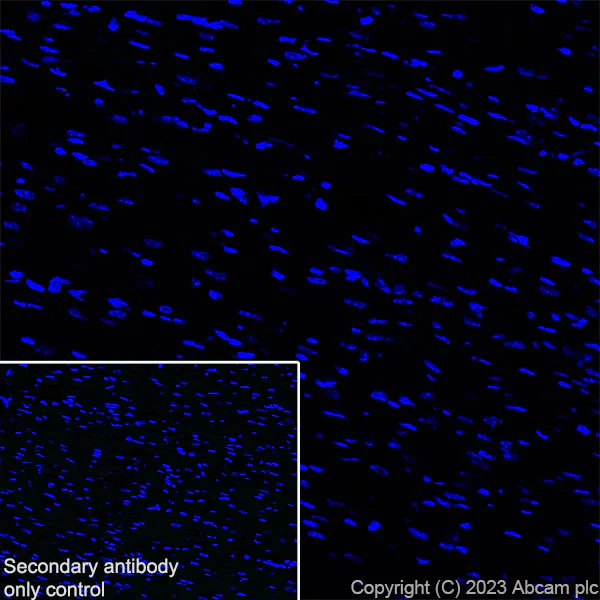 Immunohistochemistry (Frozen sections) - Anti-SARM1 antibody [EPR24834-80] - BSA and Azide free (AB309196)