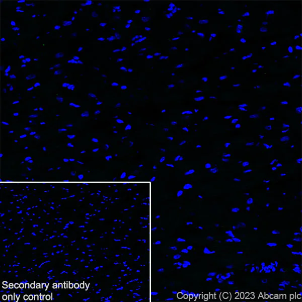 Immunohistochemistry (Frozen sections) - Anti-SARM1 antibody [EPR24834-80] - BSA and Azide free (AB309196)