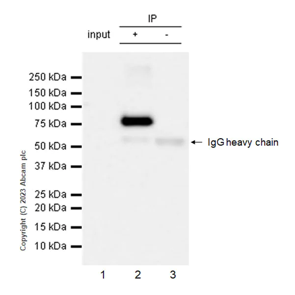 Immunoprecipitation - Anti-SARM1 antibody [EPR24834-80] - BSA and Azide free (AB309196)