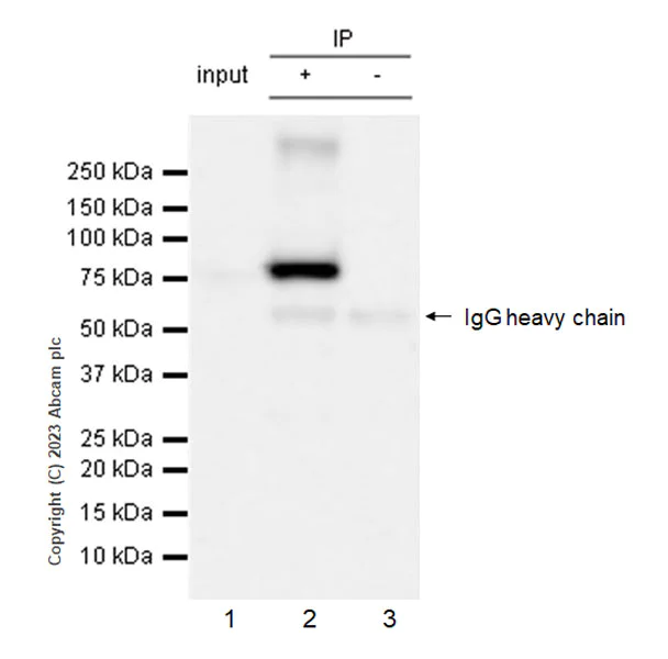Immunoprecipitation - Anti-SARM1 antibody [EPR24834-80] - BSA and Azide free (AB309196)