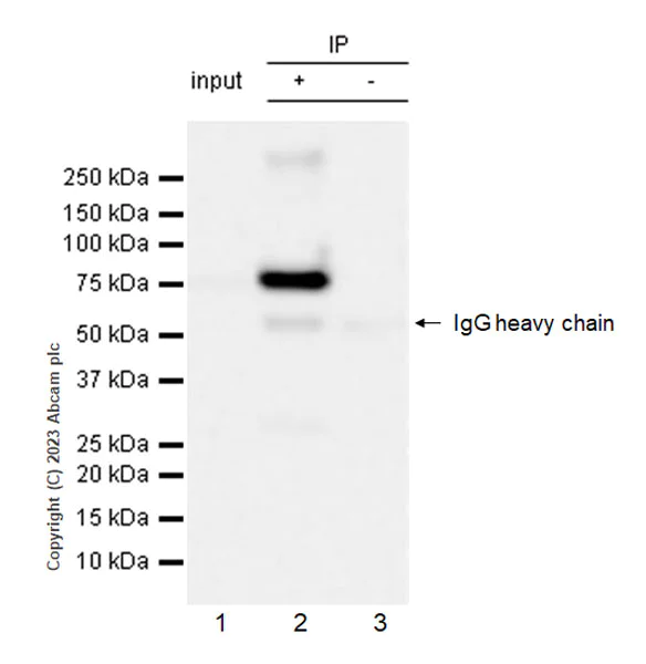 Immunoprecipitation - Anti-SARM1 antibody [EPR24834-80] - BSA and Azide free (AB309196)