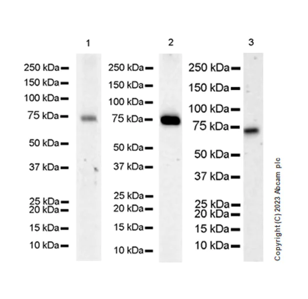 Western blot - Anti-SARM1 antibody [EPR24834-80] - BSA and Azide free (AB309196)