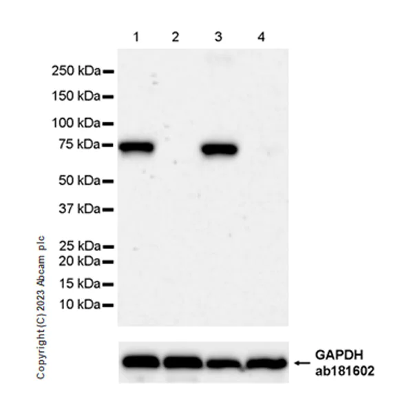 Western blot - Anti-SARM1 antibody [EPR24834-80] - BSA and Azide free (AB309196)