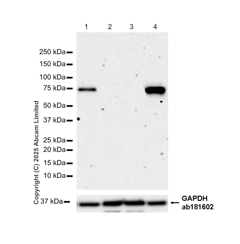 Western blot - Anti-SARM1 antibody [EPR24834-80] - BSA and Azide free (AB309196)