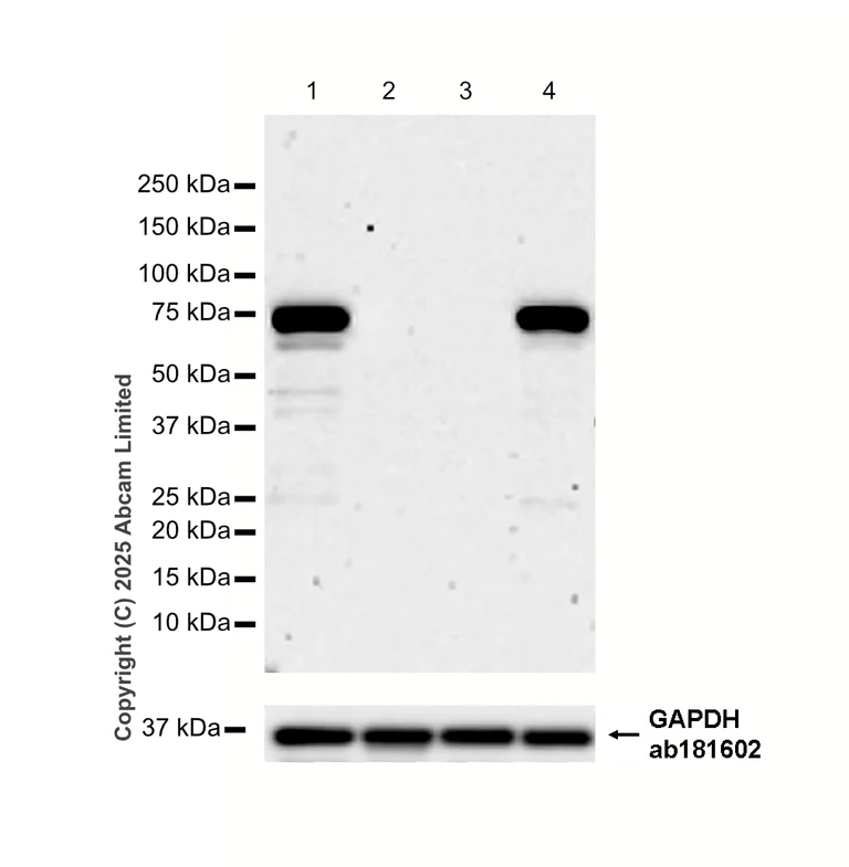 Western blot - Anti-SARM1 antibody [EPR24834-80] - BSA and Azide free (AB309196)