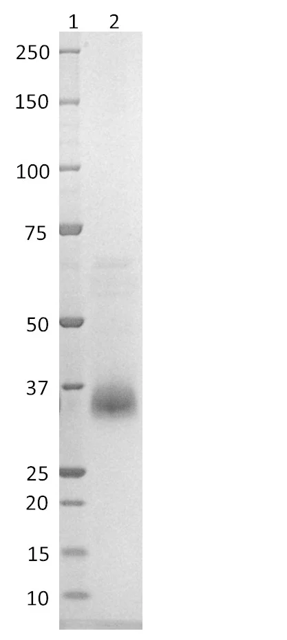 SDS-PAGE - SARS-CoV-2 (B.1.617.1) Spike Glycoprotein (S1) RBD (mutated L452R + E484Q) (His tag) (AB288547)