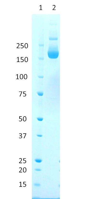 SDS-PAGE - SARS-CoV-2 (B.1.617.2; AY.1, AY.2, AY.3) Stabilized Spike Glycoprotein (Trimeric), (His-Strep-Tag) (AB288550)