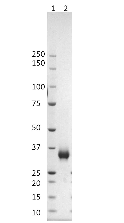 SDS-PAGE - SARS-CoV-2 (B.1.617.2) spike glycoprotein (S1) RBD (mutated L452R + T478K) (His tag) (AB288546)