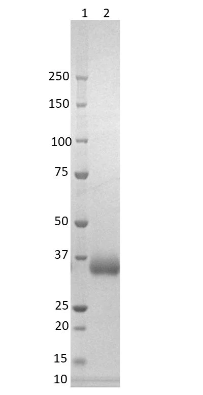 SDS-PAGE - SARS-CoV-2 (C.37: L452Q, F490S) spike glycoprotein (S1) RBD, His-Tag (AB288549)