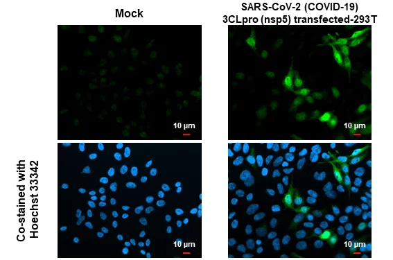 Immunocytochemistry/ Immunofluorescence - Anti-SARS-CoV-2 (COVID-19) 3CLpro (nsp5) antibody [HL1367] - BSA and Azide free (AB313846)