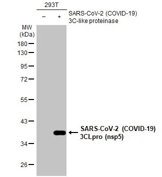 Western blot - Anti-SARS-CoV-2 (COVID-19) 3CLpro (nsp5) antibody [HL1367] - BSA and Azide free (AB313846), expandable thumbnail