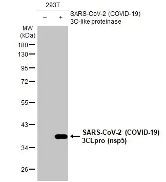 Western blot - Anti-SARS-CoV-2 (COVID-19) 3CLpro (nsp5) antibody [HL1367] - BSA and Azide free (AB313846)