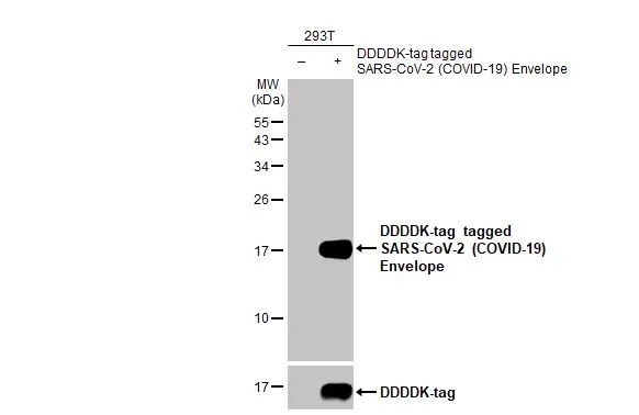 Western blot - Anti-SARS CoV 2 COVID 19 Envelope antibody [HL1443] (AB308371), expandable thumbnail