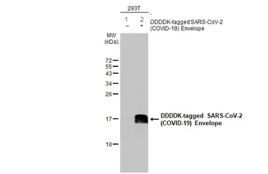 Western blot - Anti-SARS CoV 2 COVID 19 Envelope antibody [HL1443] (AB308371)