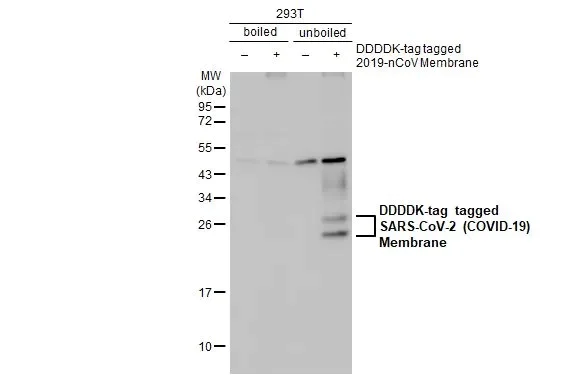 Western blot - Anti-SARS CoV 2 COVID 19 Membrane antibody [HL1087] (AB308339)