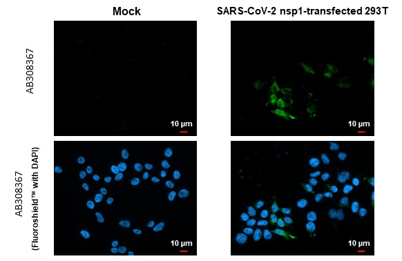 Immunocytochemistry/ Immunofluorescence - Anti-SARS CoV 2 COVID 19 nsp1 antibody [HL1435] (AB308368), expandable thumbnail