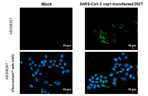 Immunocytochemistry/ Immunofluorescence - Anti-SARS CoV 2 COVID 19 nsp1 antibody [HL1435] (AB308368)