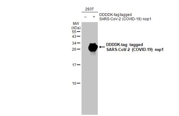 Western blot - Anti-SARS CoV 2 COVID 19 nsp1 antibody [HL1435] (AB308368), expandable thumbnail