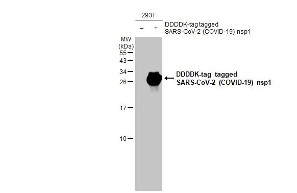Western blot - Anti-SARS CoV 2 COVID 19 nsp1 antibody [HL1435] (AB308368)