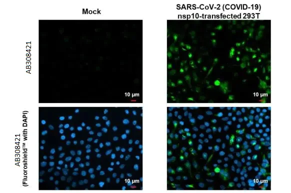 Immunocytochemistry/ Immunofluorescence - Anti-SARS CoV 2 (COVID 19) nsp10 antibody [HL1379] (AB308421)