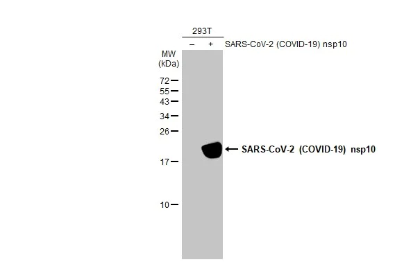 Western blot - Anti-SARS CoV 2 (COVID 19) nsp10 antibody [HL1379] (AB308421)