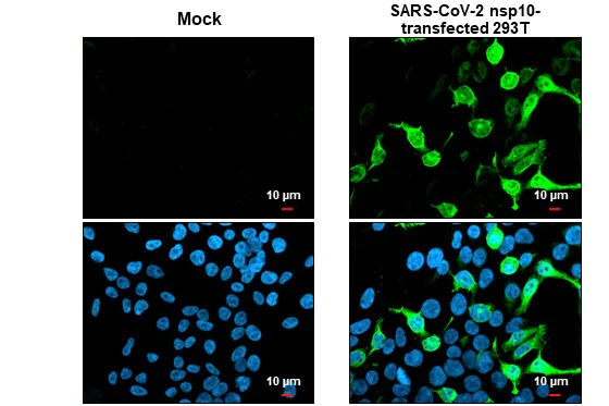 Immunocytochemistry/ Immunofluorescence - Anti-SARS-CoV-2 (COVID-19) nsp10 antibody [HL1381] - BSA and Azide free (AB313847)