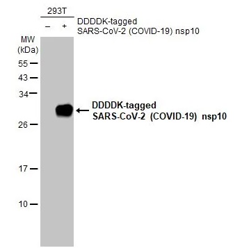 Western blot - Anti-SARS-CoV-2 (COVID-19) nsp10 antibody [HL1381] - BSA and Azide free (AB313847), expandable thumbnail