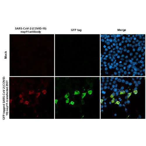 Immunocytochemistry/ Immunofluorescence - Anti-SARS-CoV-2 (COVID-19) nsp11 antibody [HL2388] (AB317214)