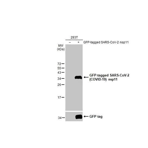 Western blot - Anti-SARS-CoV-2 (COVID-19) nsp11 antibody [HL2388] (AB317214)