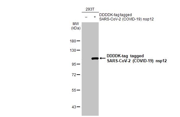 Western blot - Anti-SARS CoV 2 COVID 19 nsp12 antibody [HL1415] (AB308367), expandable thumbnail