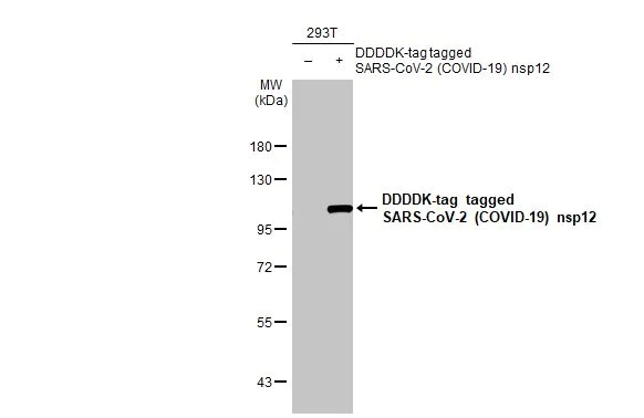 Western blot - Anti-SARS CoV 2 COVID 19 nsp12 antibody [HL1415] (AB308367)