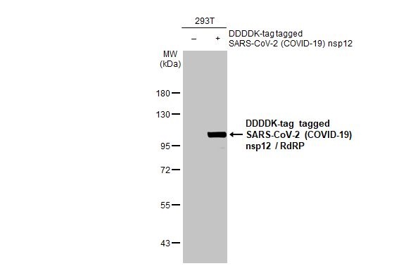 Western blot - Anti-SARS CoV 2 COVID 19 nsp12 RdRP antibody [HL1444] (AB308372), expandable thumbnail