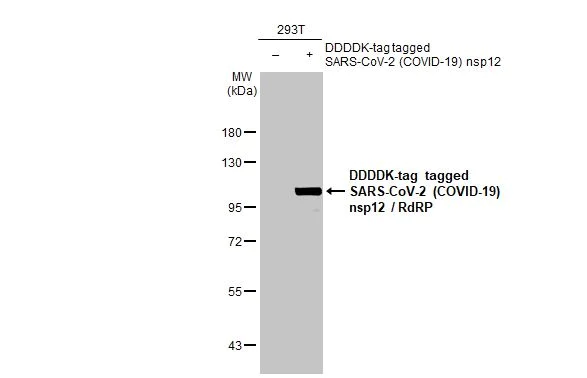 Western blot - Anti-SARS CoV 2 COVID 19 nsp12 RdRP antibody [HL1444] (AB308372)