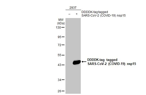 Western blot - Anti-SARS CoV 2 (COVID 19) nsp15 antibody [HL1446] (AB308423)